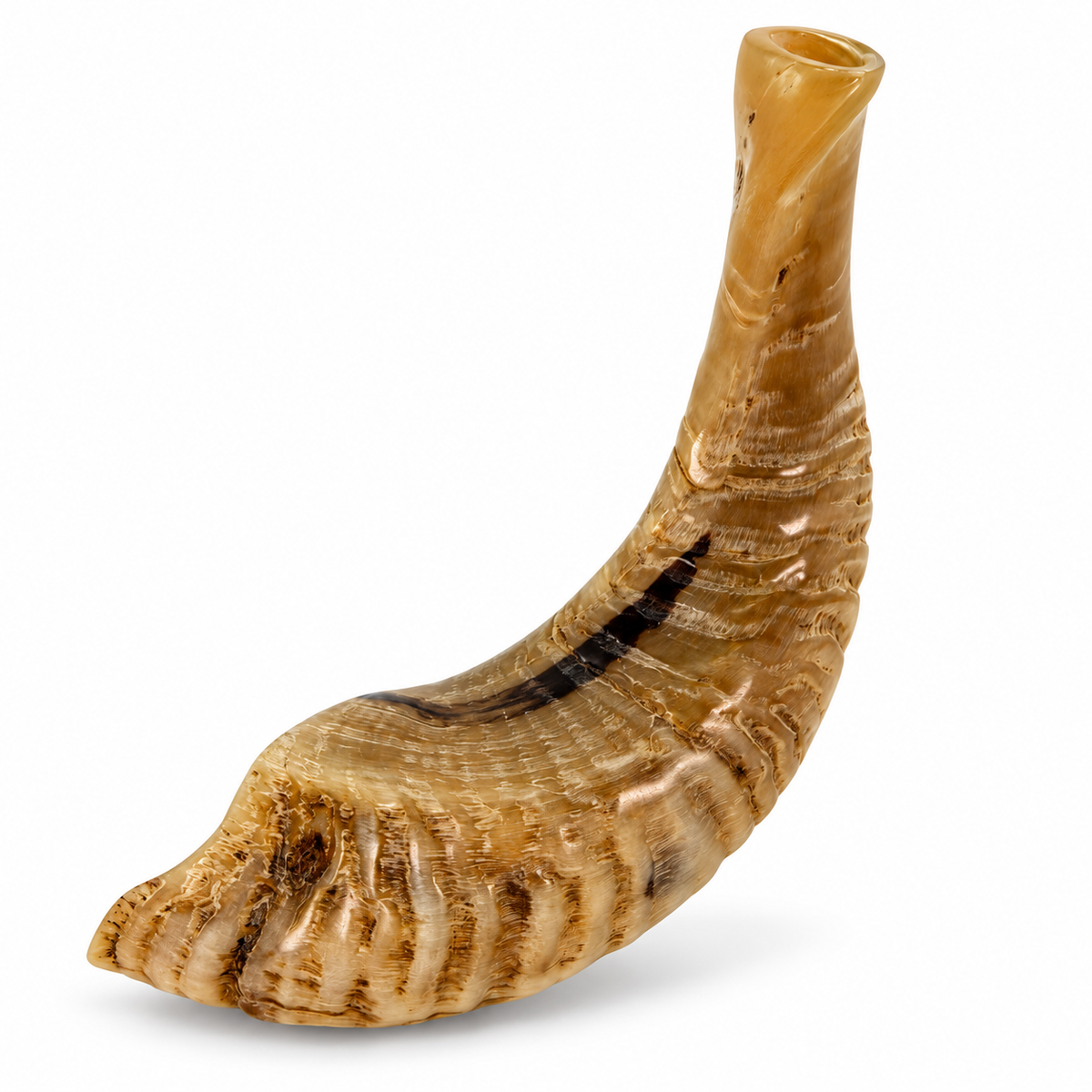 Ram's Horn Shofar 11" - 12" - Half Polished