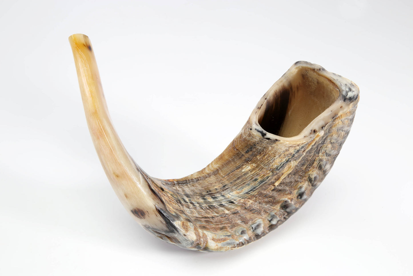 Ram's Horn Shofar 15"-16" - Half Polished