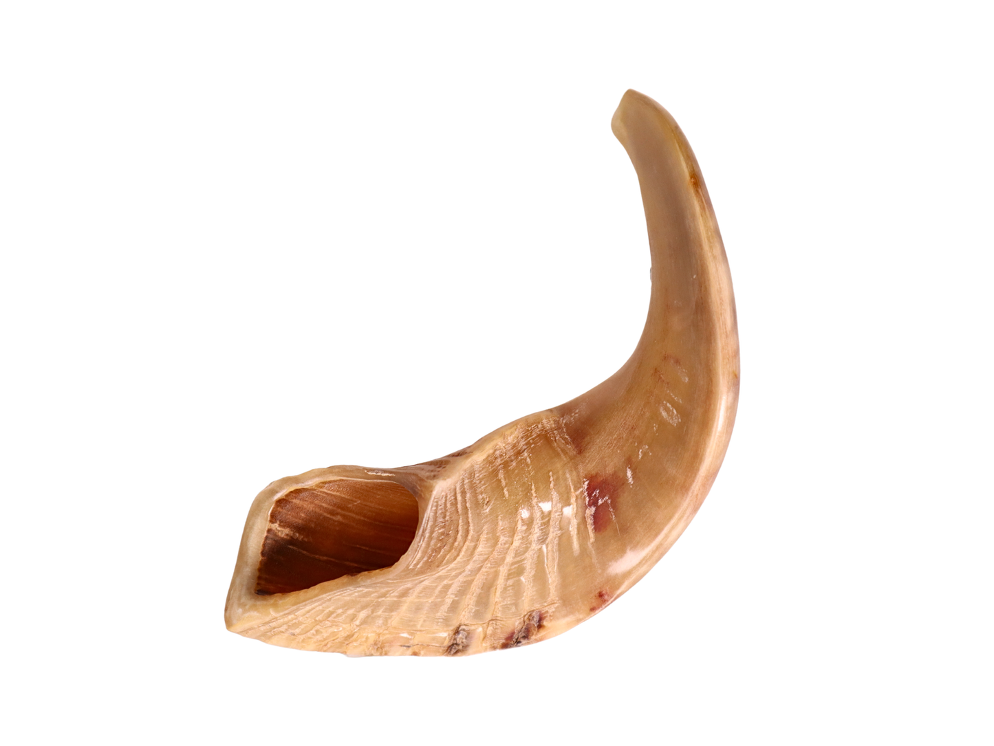 Ram's Horn Shofar 13" - 14" - Half Polished