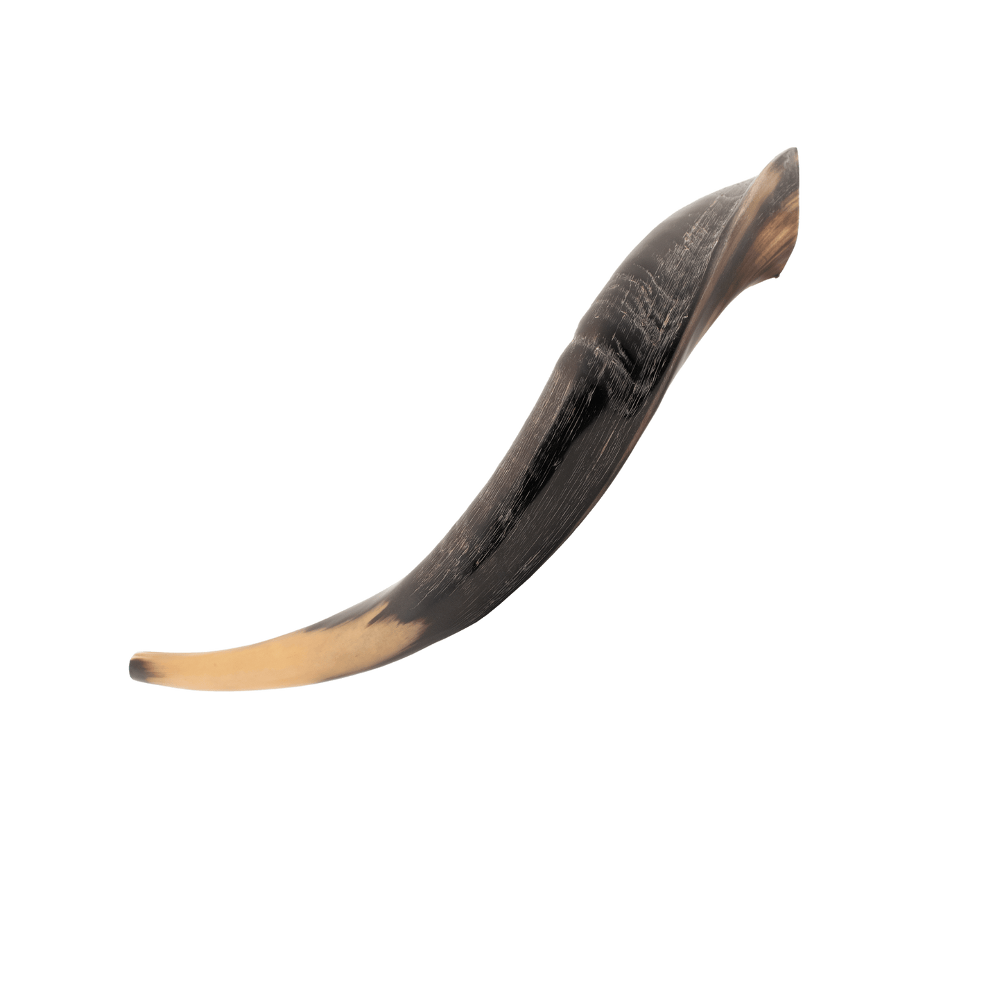 Yemenite Shofar - (Kosher) 14"-16"