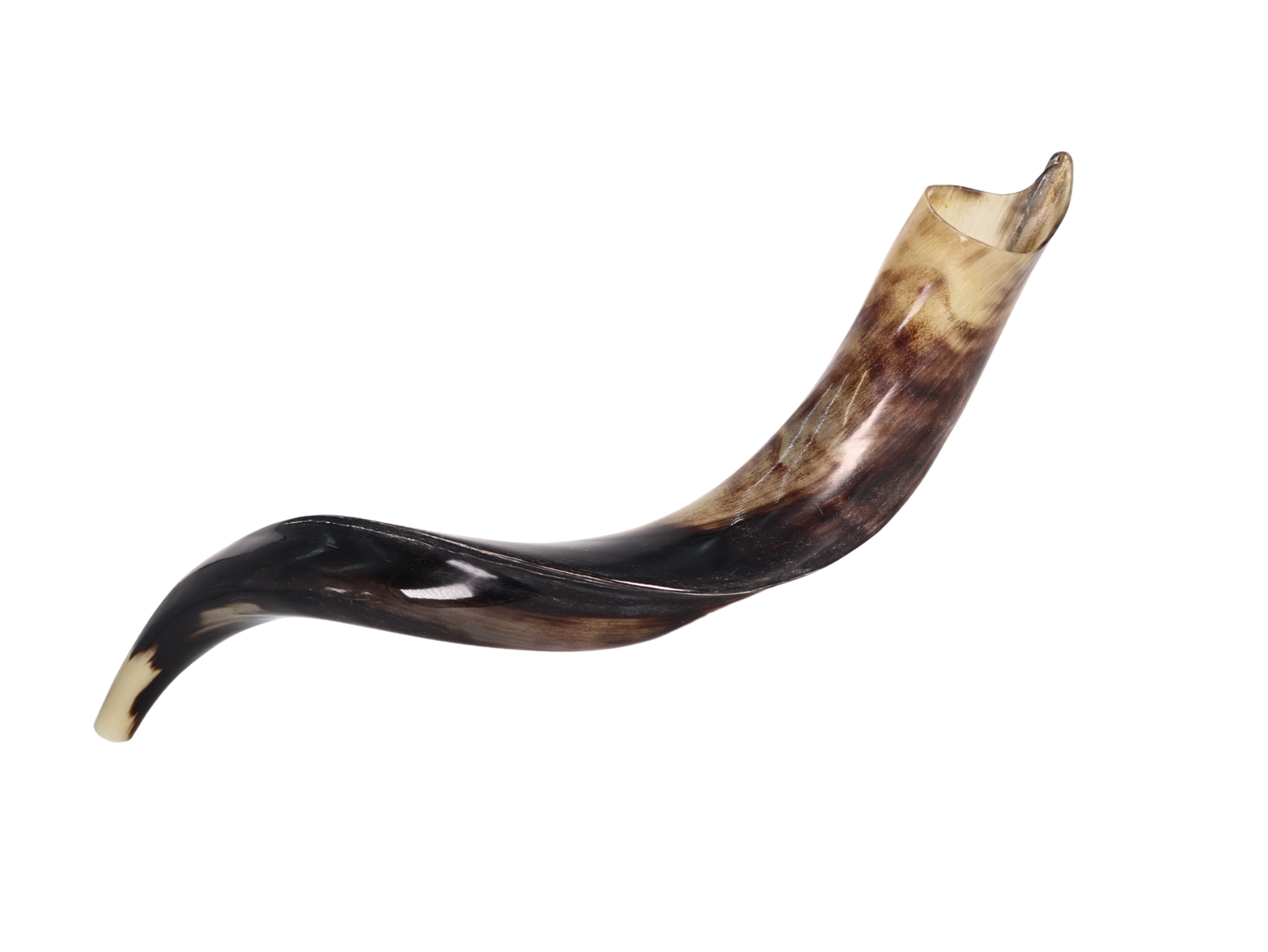 Yemenite Shofar 24"-27" - Fully Polished