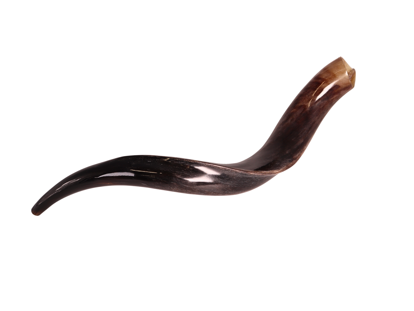 Yemenite Shofar 28"-31" - Fully Polished