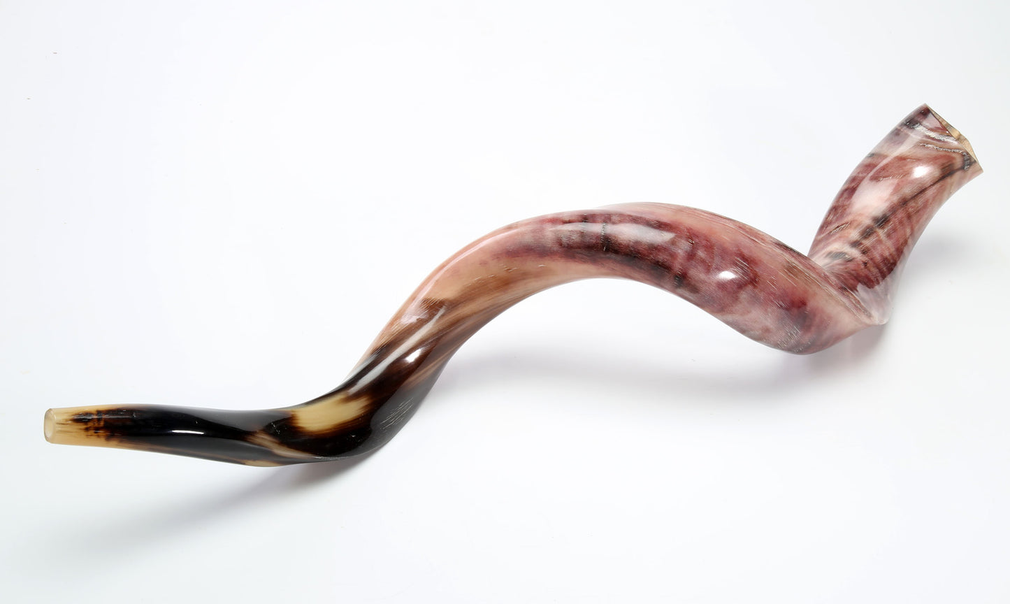 Yemenite Shofar 40"- 42" - Fully Polished