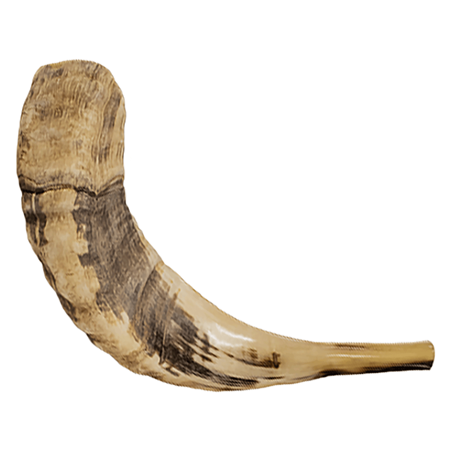 Ram's Horn Shofar - (Kosher)  17" - 18"