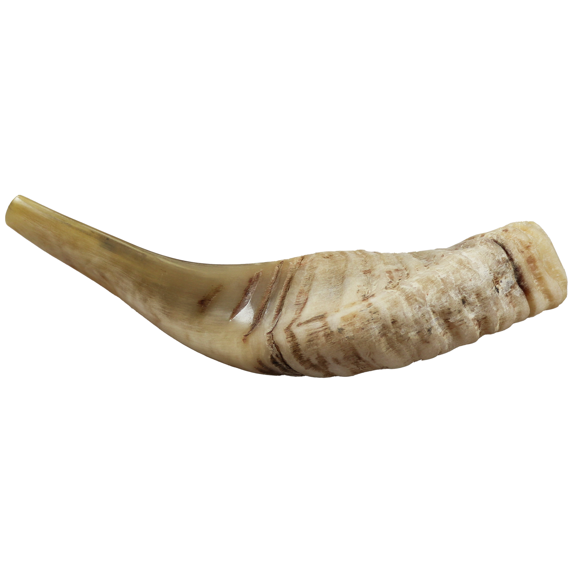 small light colored ram horn shofar