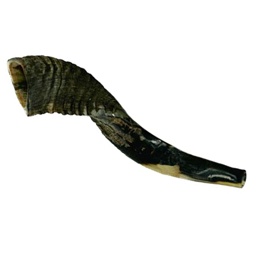 Ram's Horn Shofar - (Kosher) 11" - 13"