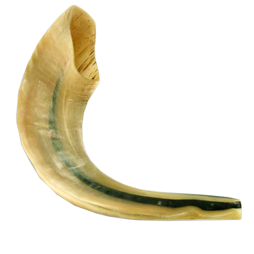 Ram's Horn Shofar - (Kosher) 14" - 16"