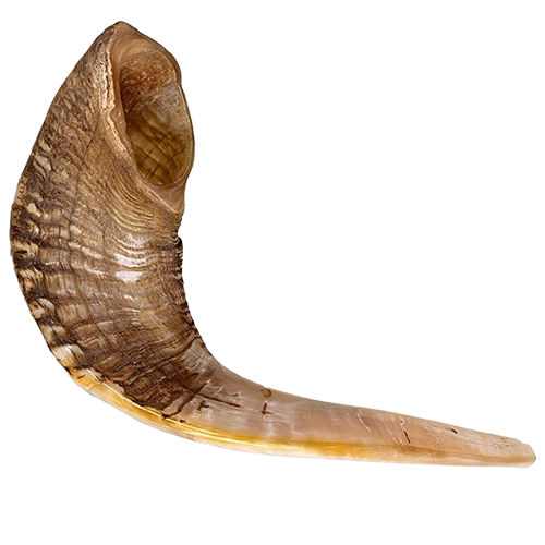 Ram Horn Shofar (Kosher) 19"-20"