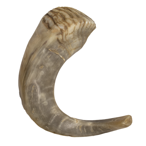 Ram Horn Shofar (Kosher) 19"-20"
