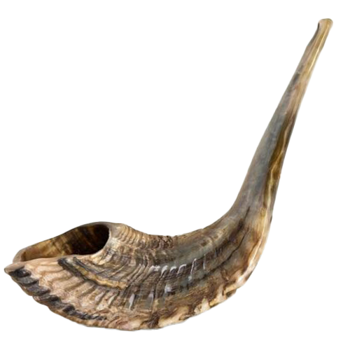 Jericho Ram's Horn Shofar (Kosher) 20"-21"