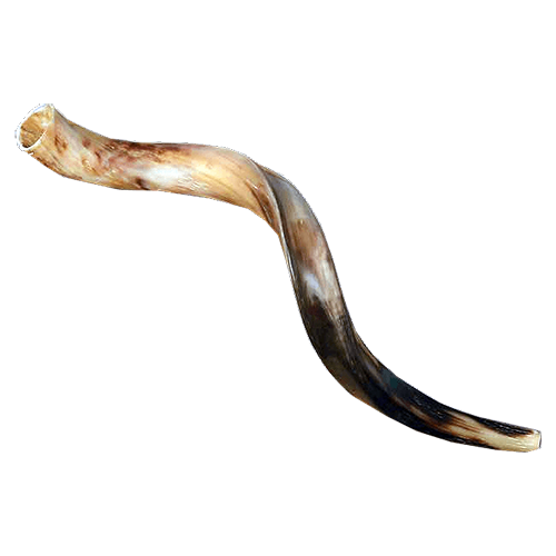 Yemenite Shofar - (Kosher) 23" - 26"