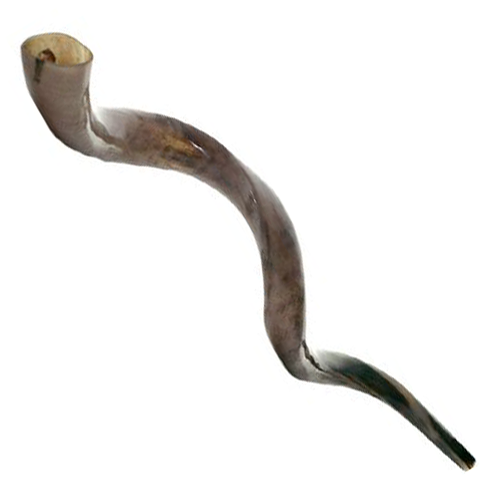Yemenite Shofar - (Kosher) 27" - 30"