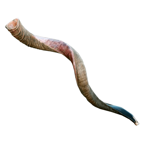 Yemenite Shofar - (Kosher) 39" - 42"