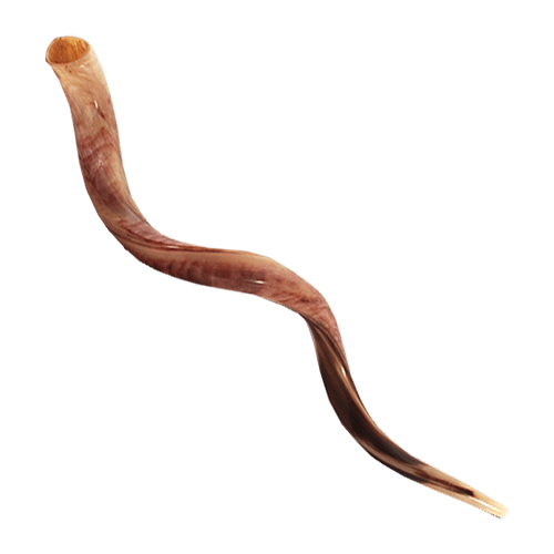Yemenite Shofar - (Kosher) 39" - 42"