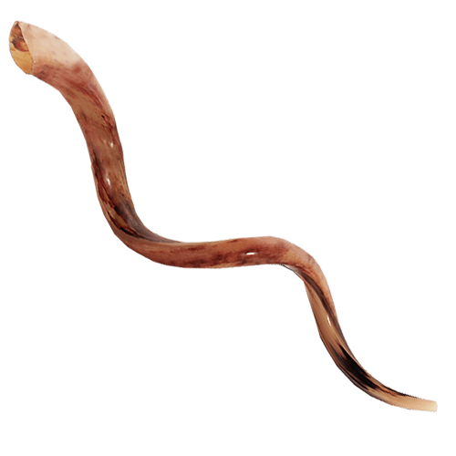 Yemenite Shofar - Mega Jumbo (48" - 50")