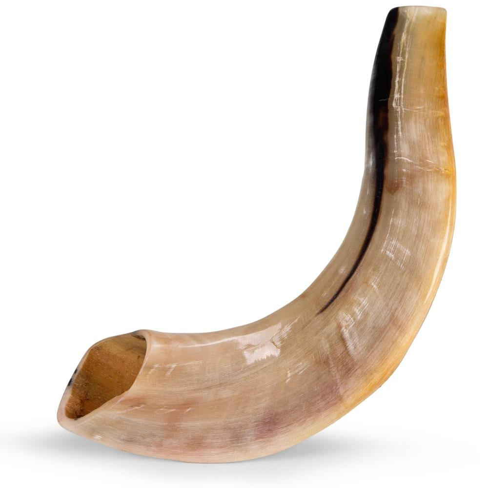 Ram's Horn Shofar 11" - 12" - Fully Polished