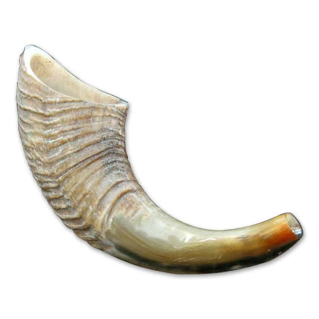 Ram’s horn shofar 8 to 10 inch half polished on white background