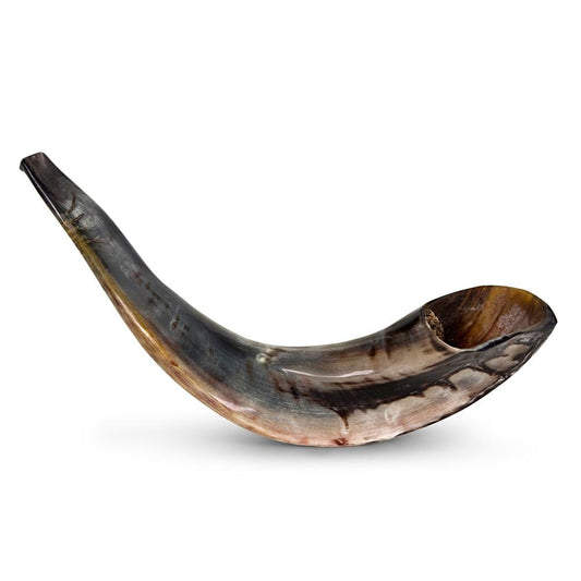 Ram's Horn Shofar 13" - 14" - Fully Polished