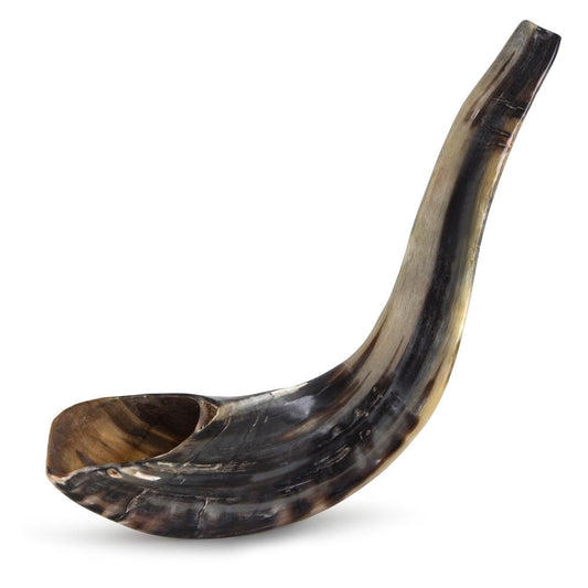 Ram's Horn Shofar 17"-18" - Fully Polished