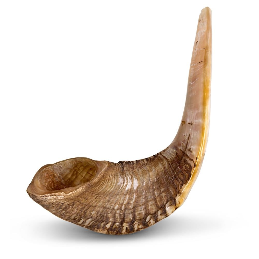 Ram's Horn Shofar 17"-18" - Natural