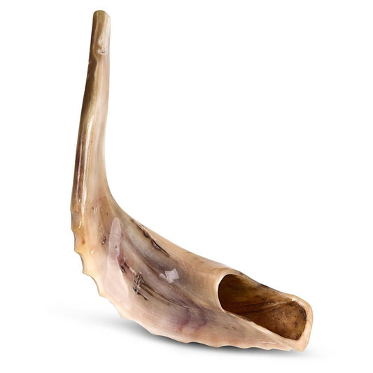 Ram's Horn Shofar 19"-20" - Fully Polished