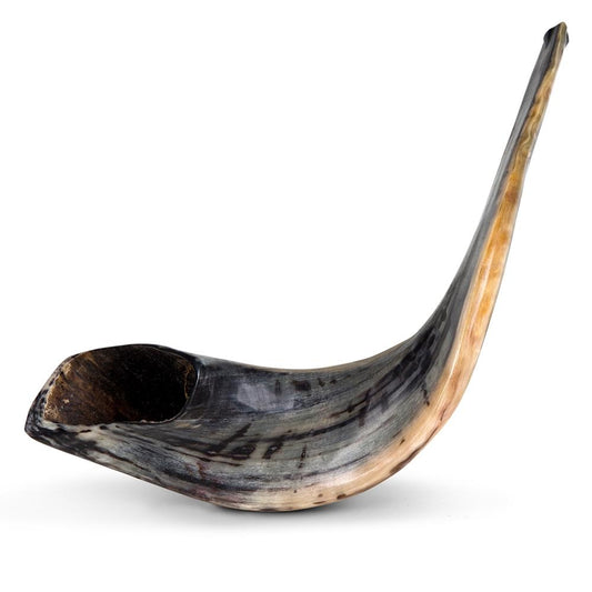 Ram's Horn Shofar 21"-23" - Fully Polished
