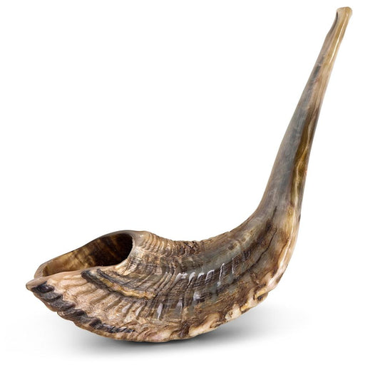 Ram's Horn Shofar 21"-23" - Natural