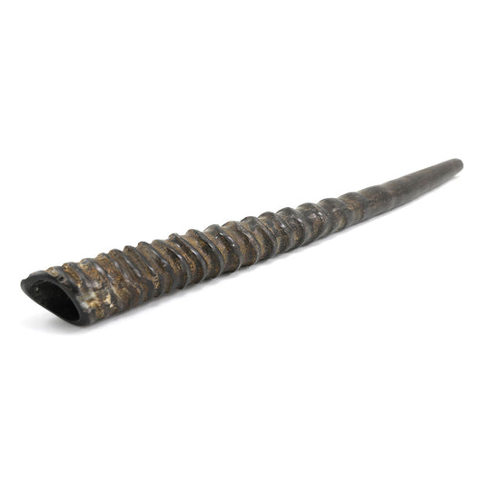 Gemsbok Oryx Shofar 24" - 28"