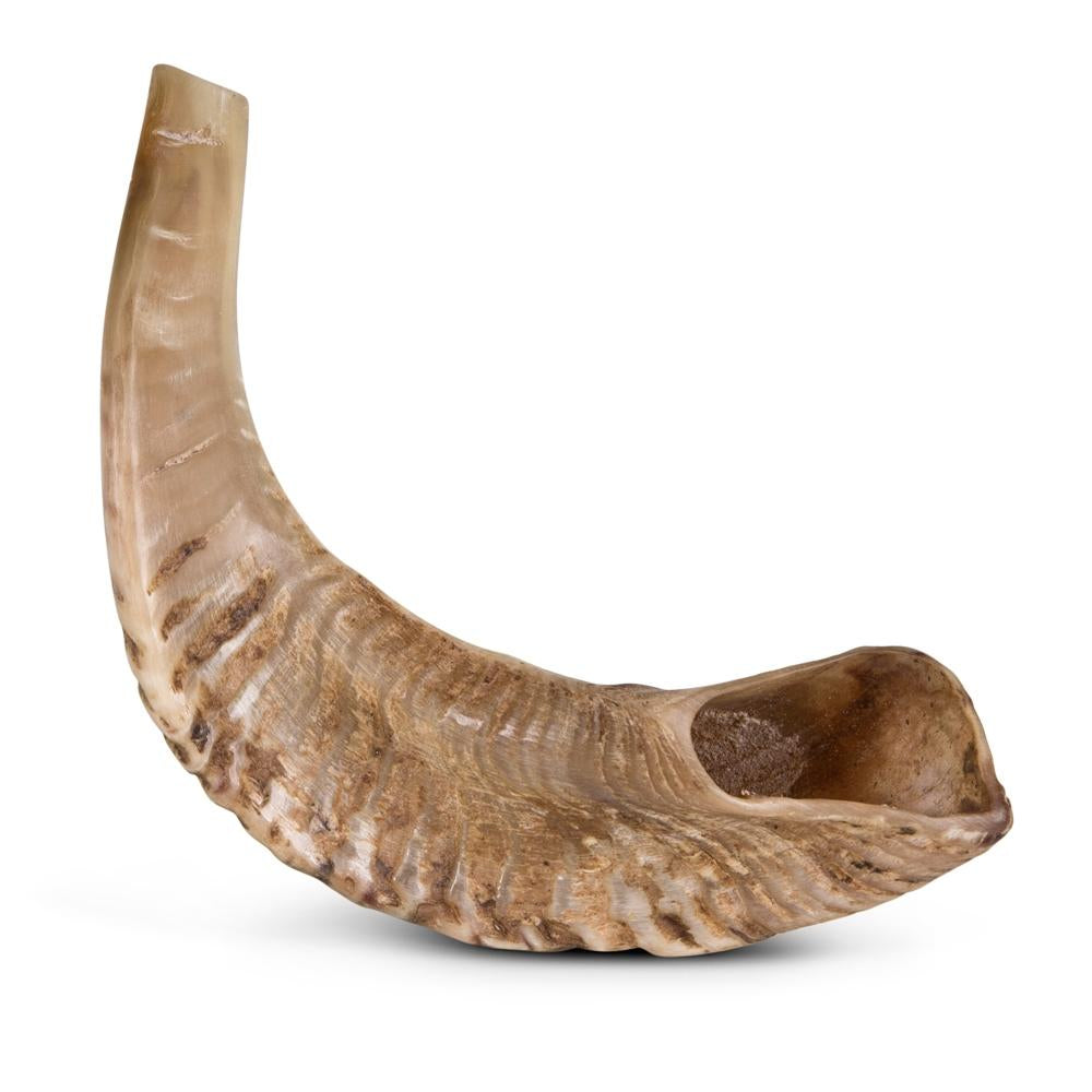 Ram's Horn Shofar 8" - 10" - Natural