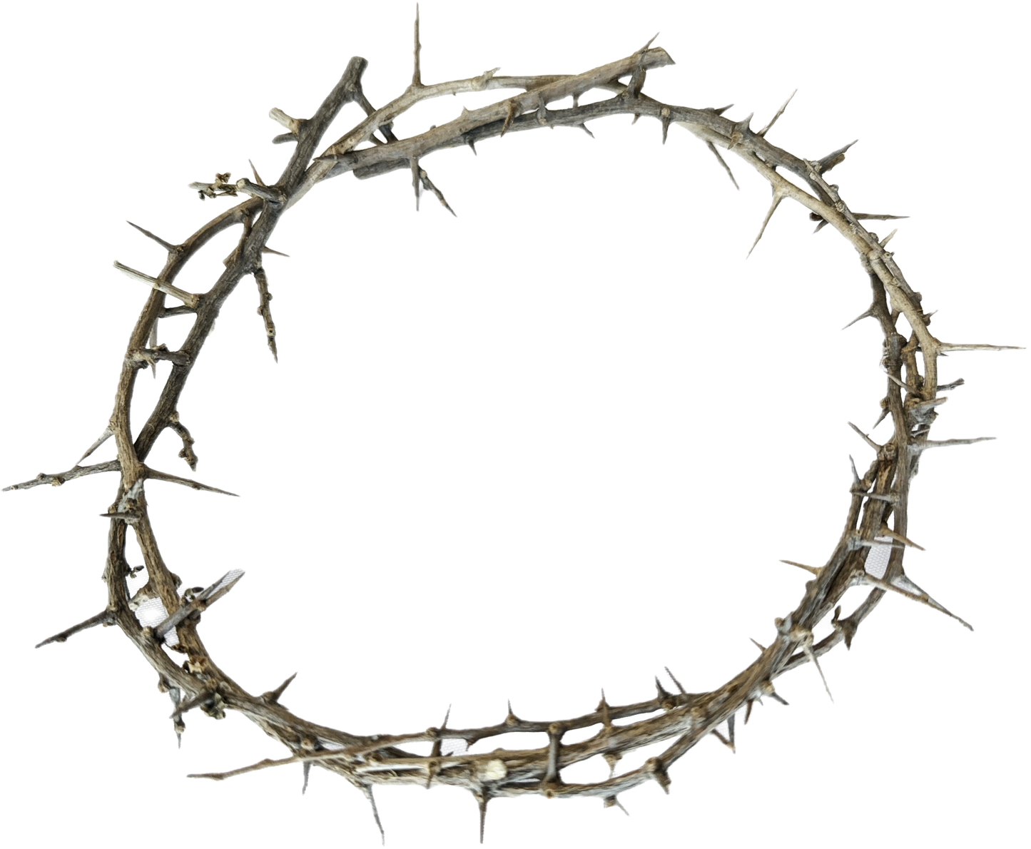 Crown of Thorns