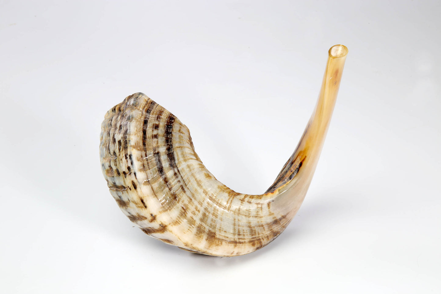 Ram's Horn Shofar 17"-18" - Half Polished