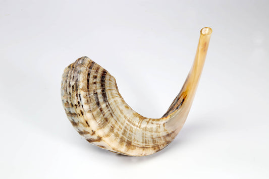 Ram's Horn Shofar 19"-20" - Half Polished