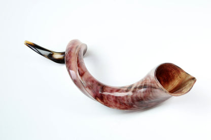Yemenite Shofar 32"-35" - Fully Polished