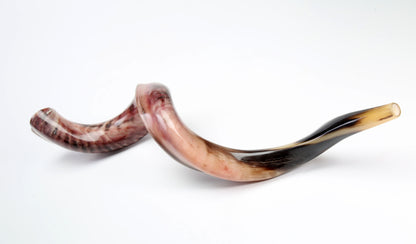 Yemenite Shofar 46" - 48" - Fully Polished