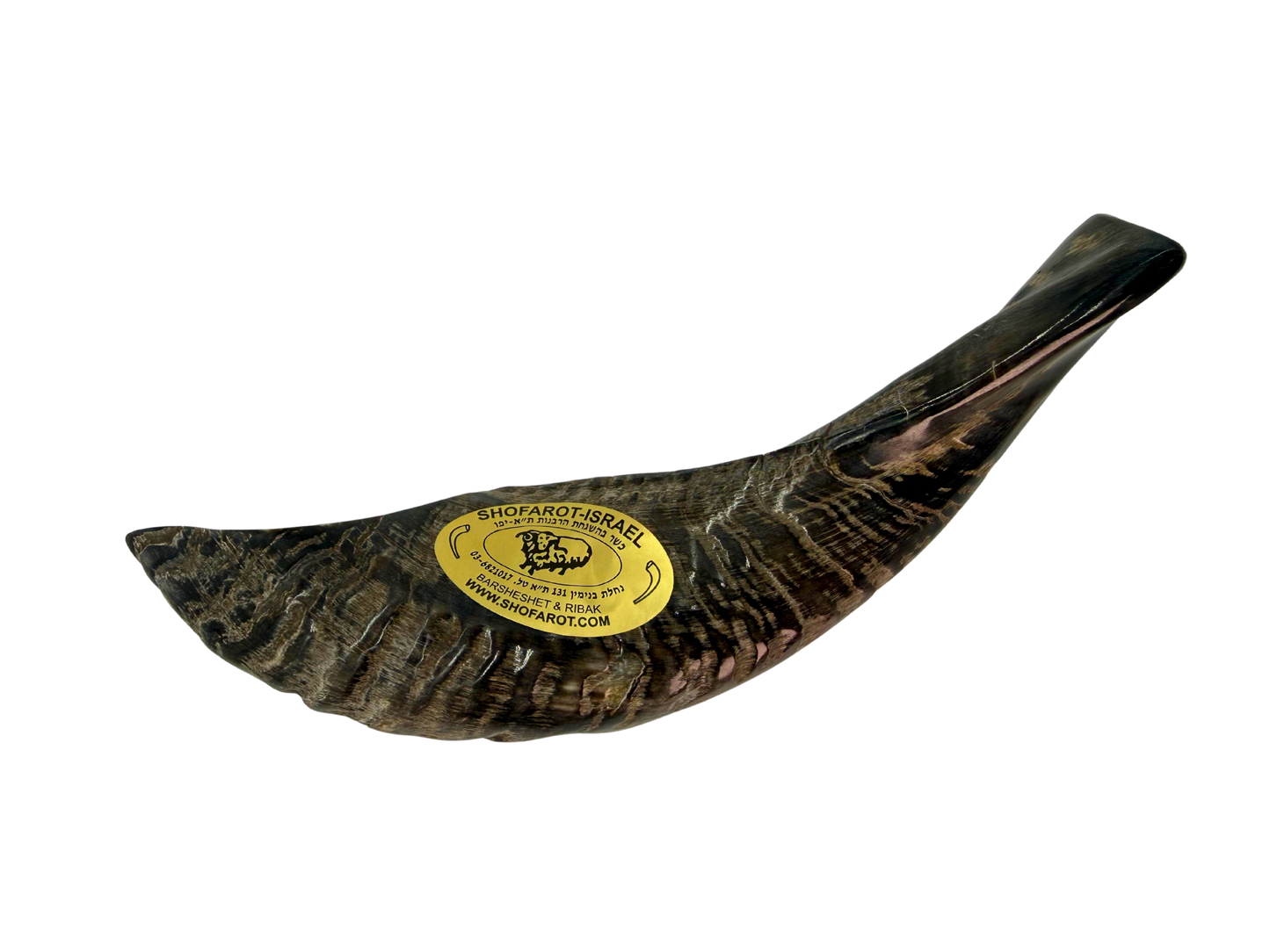 Ram's Horn Shofar 11" - 12" - Half Polished