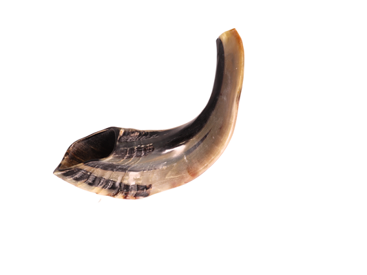 Ram's Horn Shofar 13" - 14" - Half Polished
