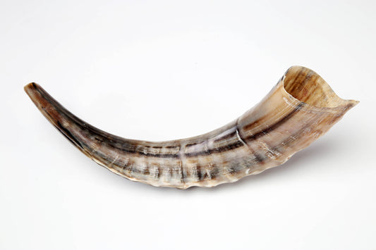 Ram's Horn Shofar 8" - 10" - Fully Polished