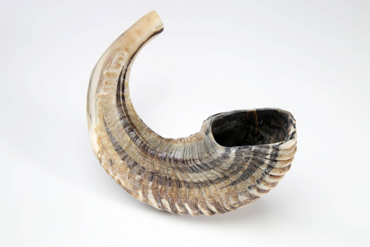 Ram's Horn Shofar 13" - 14" - Natural