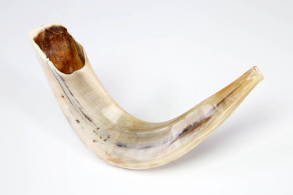 Ram's Horn Shofar 11" - 12" - Fully Polished