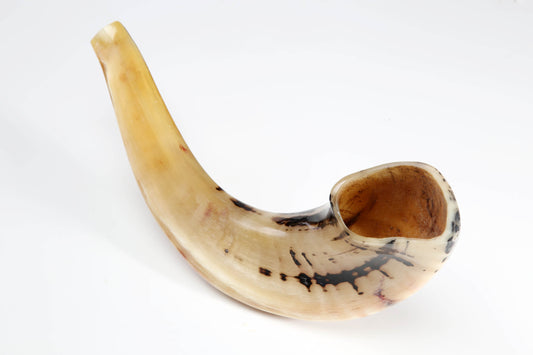 Ram's Horn Shofar 11" - 12" - Fully Polished