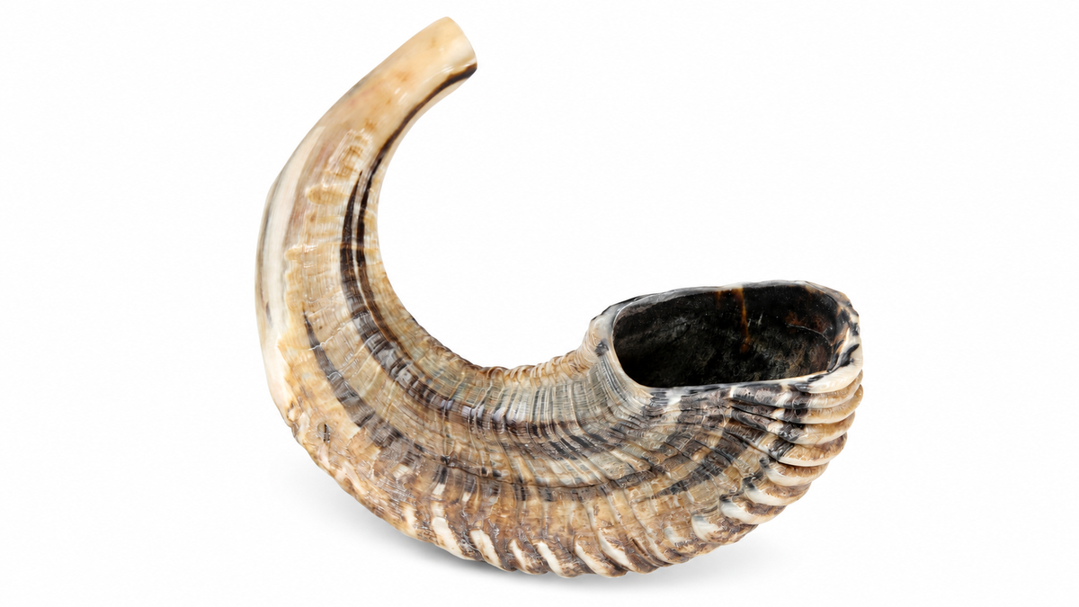 Natural ram's horn shofar 13 to 14 inches