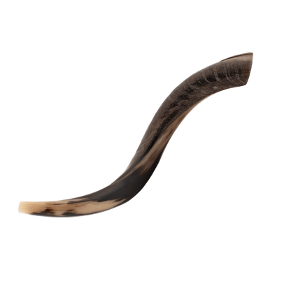 Yemenite Shofar - (Kosher)  17"-19"