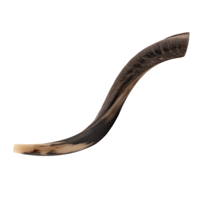 Yemenite Shofar - (Kosher)  20" - 22"