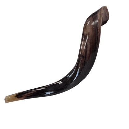 Yemenite Shofar - (Kosher)  17"-19"