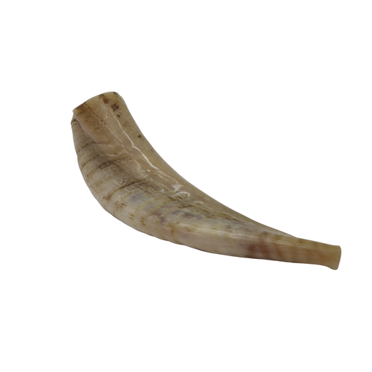 Ram's Horn Shofar 11" - 12" - Natural
