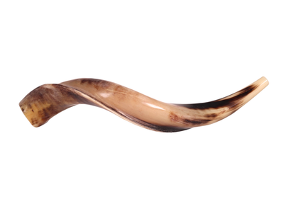 Yemenite Shofar 20"-23" - Fully Polished