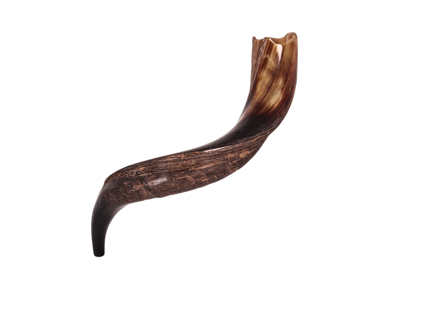 Yemenite Shofar 20"-23" - Half Polished