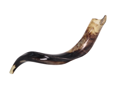 Yemenite Shofar 24"-27" - Fully Polished