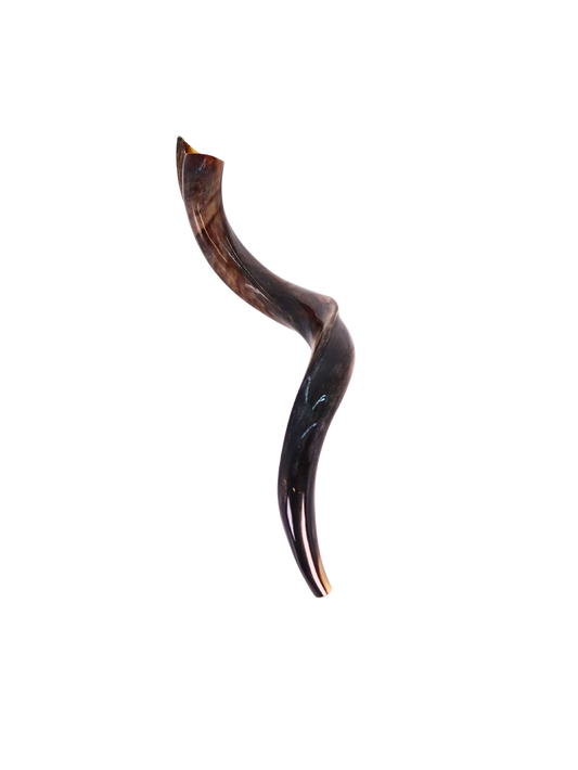 Yemenite Shofar 24"-27" - Fully Polished