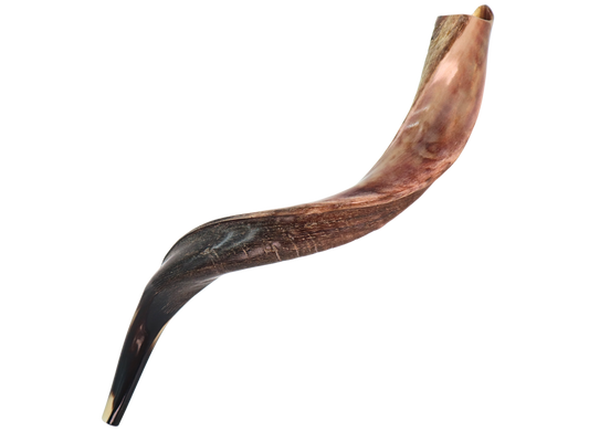 Yemenite Shofar 24"-27" - Half Polished